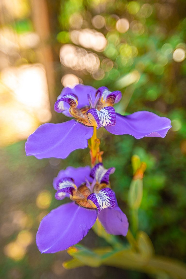 Casa - Campos do Jordão | SPcs346