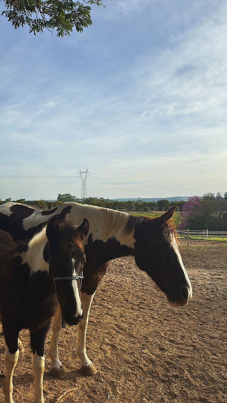 Fazenda em ITU - SPcs470