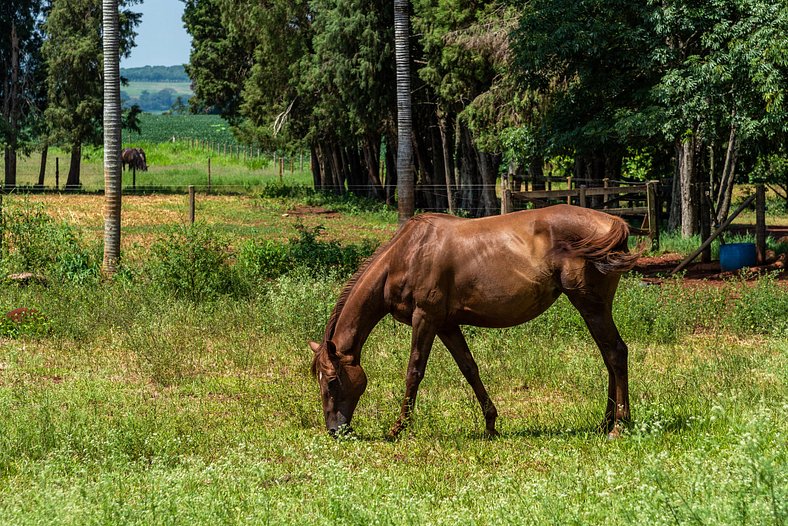 Charmoso Haras - Cesário Lange - Paisagismo Natural | SPfz23